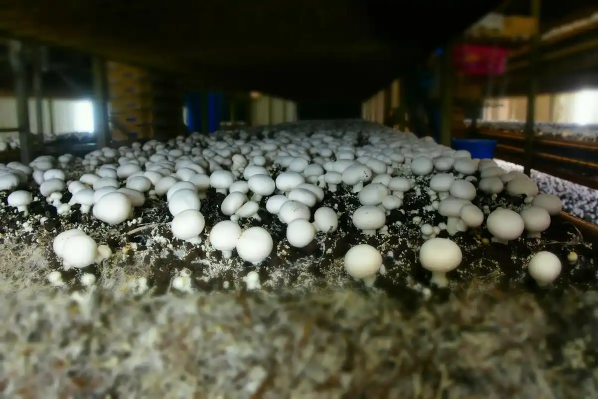 玉米芯种平菇是一种环保,经济的种植方式.