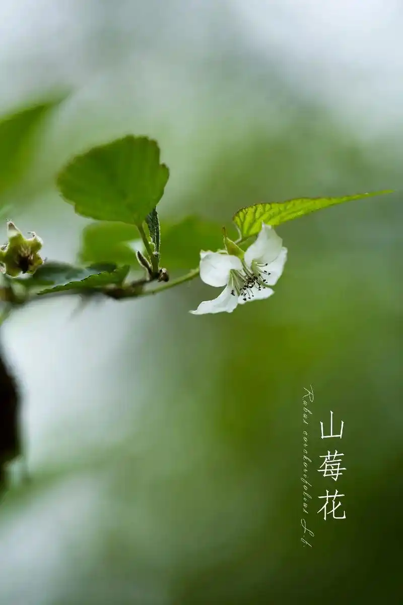 山莓花开.人生总是难以预料,不该动情的年纪,却动了心.不该失 - 抖音