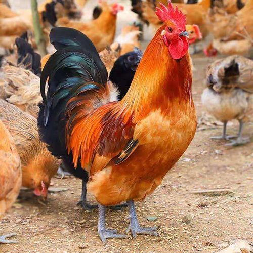 然阁九斤红公鸡苗半大脱温苗活体红玉鸡九斤红鸡大品种脱温鸡大红公鸡