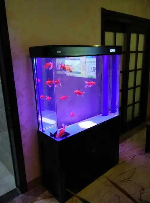 的触动,鱼儿自由自在游动,水草造景草和鱼体现鱼缸中自然的唯美