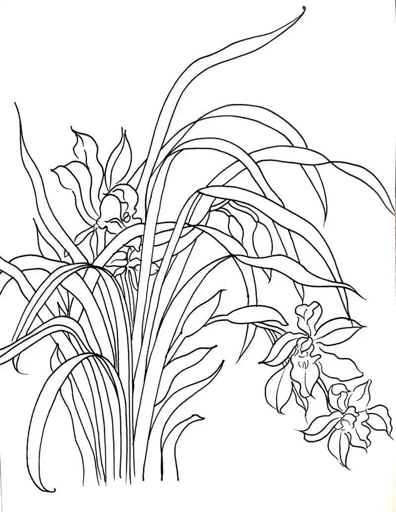 兰花 手绘线描#绘画 #线描 #艺术 - 抖音