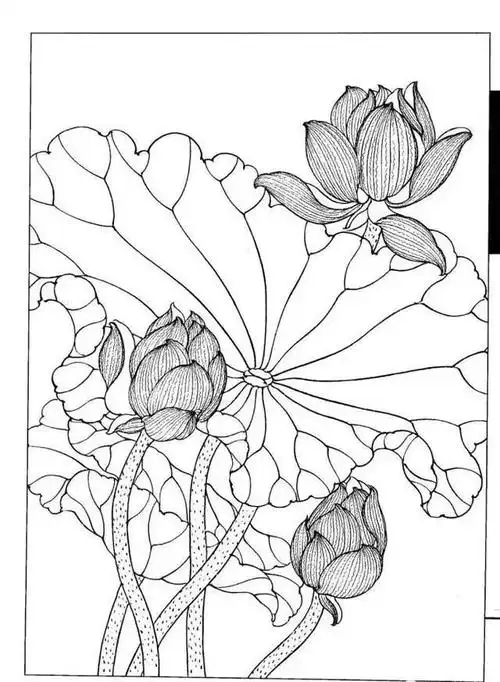 书画鉴赏丨工笔画白描线描荷花