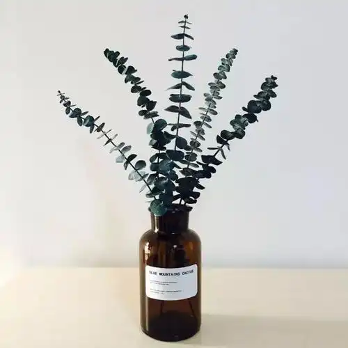 尤加利这么多品种,一次性为你讲清楚!_腾讯新闻