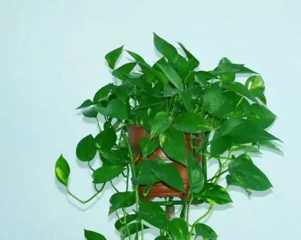 绿萝的花语是什么意思(绿萝花的象征含义与寓意)