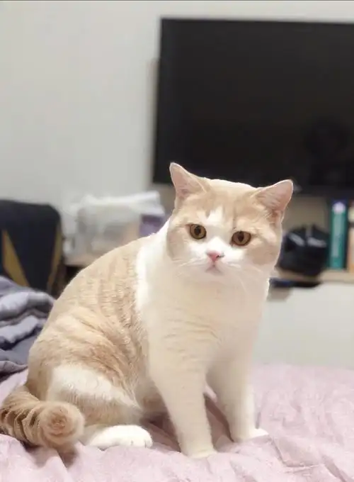 高颜值英短乳白弟弟借配