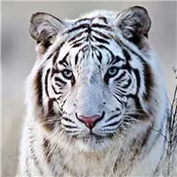 白虎头像图片霸气 黑白相间的白老虎头像图片很霸气_动物头像_美头网