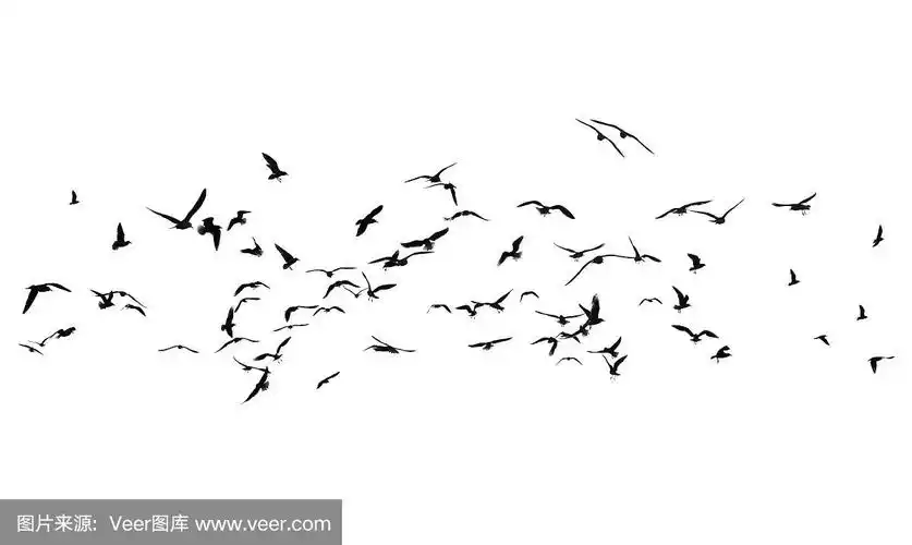 白色背景上的一群鸟