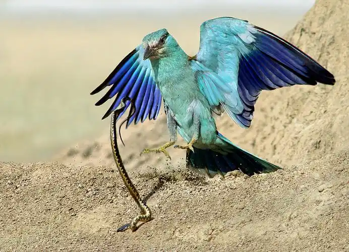 百毒之首的"鸩"是什么?