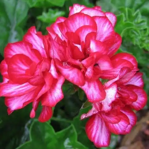 天竺葵北极红freestyle arctic red