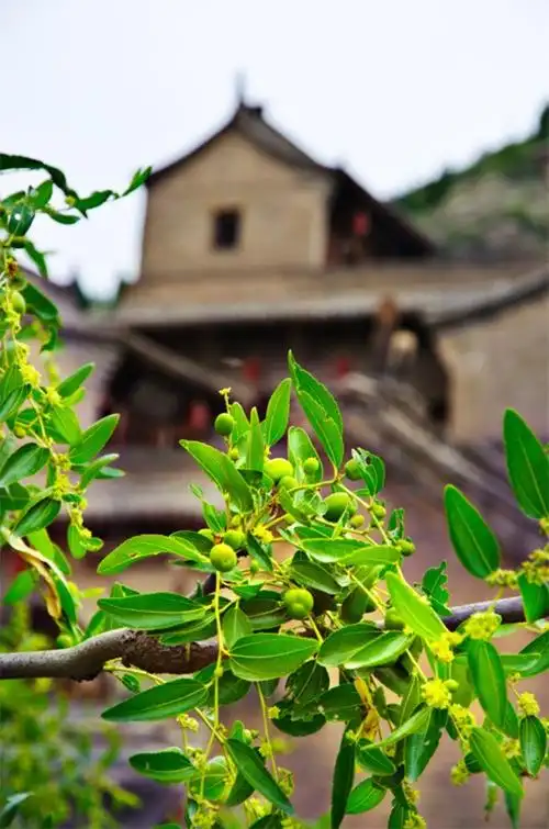 满山满眼的枣树上挂着青枣,掩映在古老的