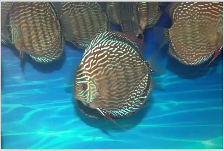 下半年种鱼梯队红松石七彩神仙鱼