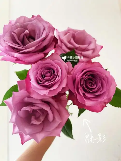 紫色系魅影玫瑰