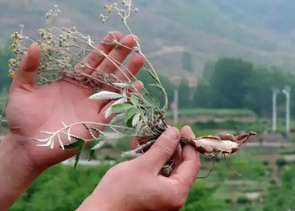 翻白草又叫救命草,别名鸡腿根,儿时常挖来当零食吃,药食两用