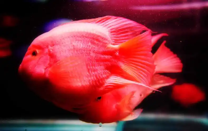 热带鱼.红鹦鹉
