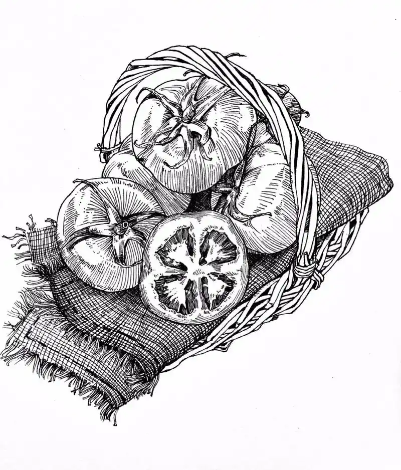 静物写生|蔬菜系列|线描西红柿97(后附过程) 素材来源