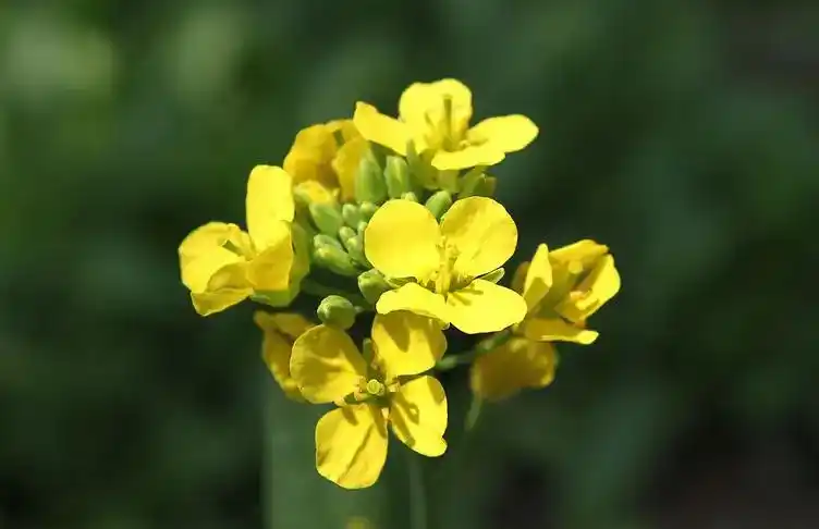 一,十字花科植物的主要特征