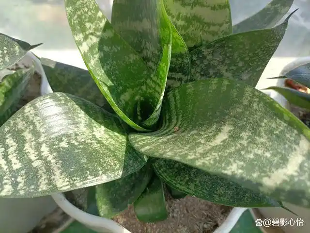 矮脚虎皮兰的高度很矮,只有一巴掌高,非常迷你袖珍,它的优点就是不占