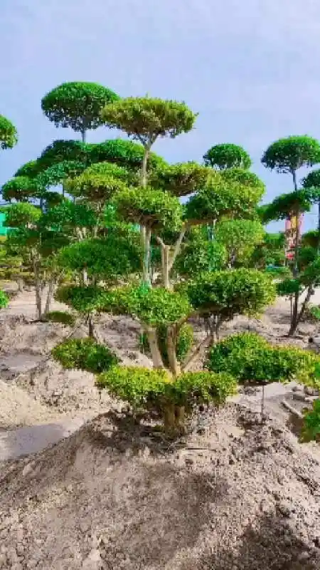 瓜子黄杨造型树四季常青不落叶耐寒耐旱南北方都可以栽植-度小视