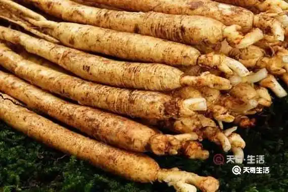 草参的功效与作用 草参的适宜人群