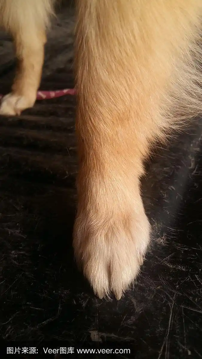 脚狗一看就像特写