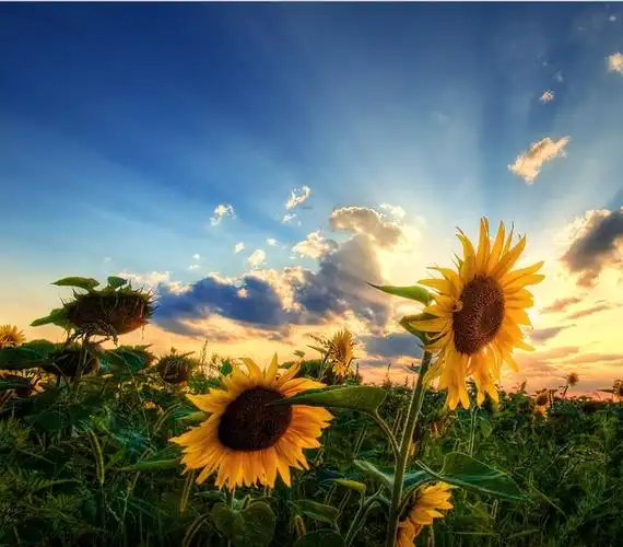 唯美向日葵意境写真