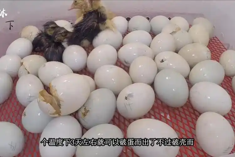 小鸡的孵化全过程,一个个软萌萌的真可爱,网友:瞬间被治愈!
