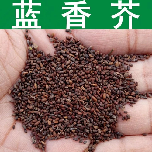 标签:蓝香芥种子草花种子沭阳县绿之洲花卉有限公司联系人:胡爱珍地址