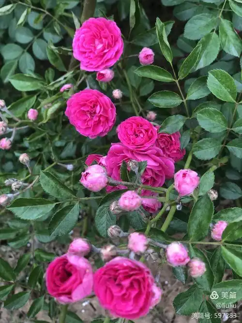 甜蜜红木香花:"人间第一香"迎着夏天的阳光盛开!