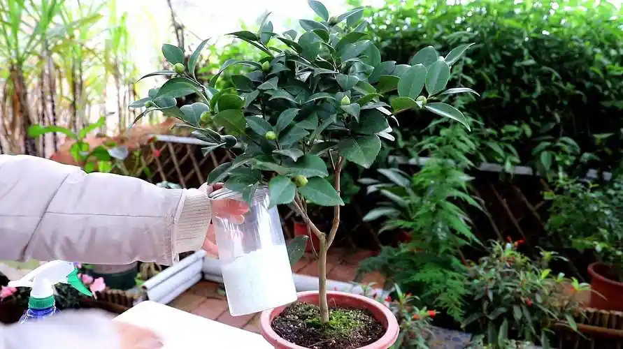 园艺师教你,茶花的全面养护技巧,新手也能学会)