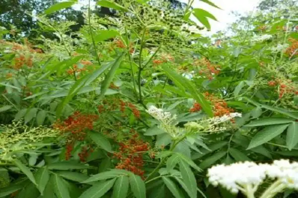 因为之前很多人见到的接骨草都是在野外生长的,所以一直没有仔细