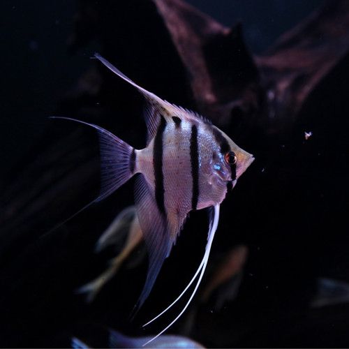 魔门斯卡喷点秘鲁神仙鱼f1红背埃及燕鱼观赏鱼热带鱼南美红魔鬼