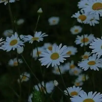 菊花头像大全唯美图片 菊花高清微信头像