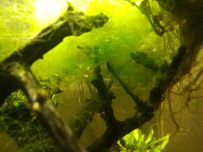 鱼缸里长出绿色一丝一丝的东西是什么藻?