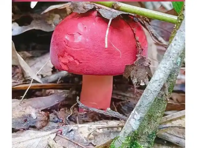 红菇,梨菇,毒蘑菇!