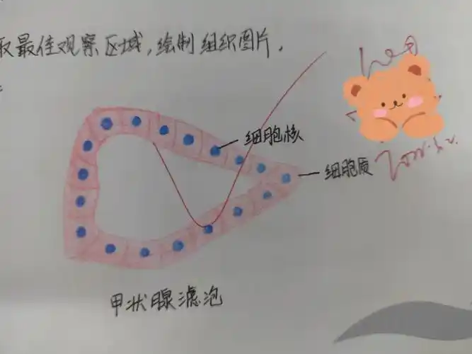 学期结束啦,组胚画图大合集来啦#甲状腺滤泡 #红细胞 #中性粒细胞 #小