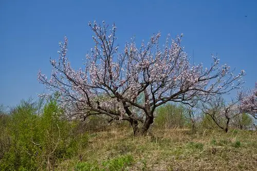 标题:山杏树