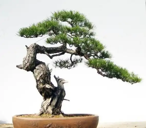 松树盆景上盆,做好几个关键点,树桩长势旺,好造型_高清图集_新浪网