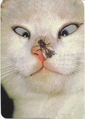 首页 英语听力 轻松娱乐听力 小故事背诵达人 > 正文fly and cat 苍蝇