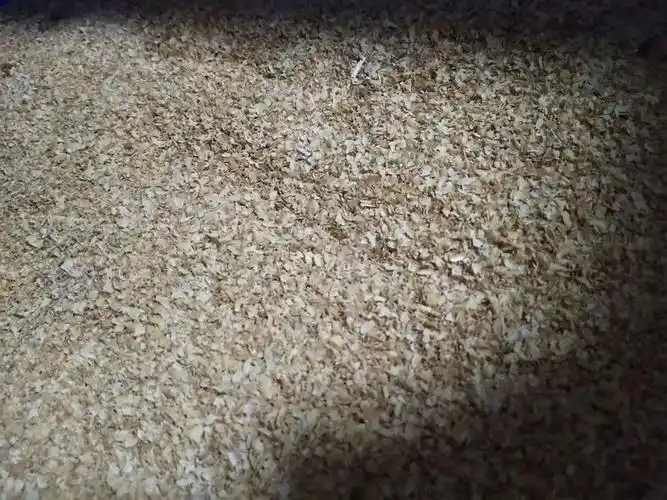 黄粉虫是完全变态的昆虫,其一生可分为卵,幼虫,蛹和成