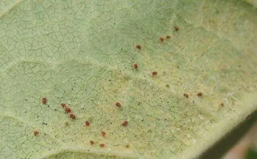 山楂叶螨形态特征发生规律及防治方法