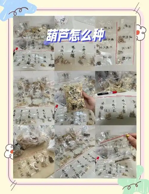 三月三葫芦种植全攻略