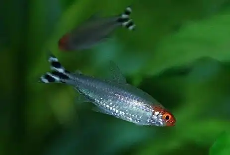 首页 下载app                          红鼻剪刀鱼 白金红鼻剪刀 红