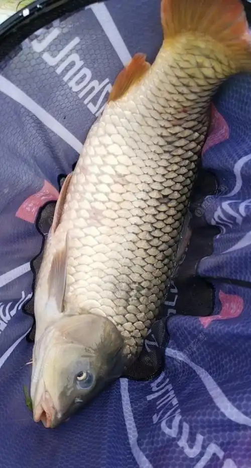 上班睡不够,钓鱼睡不着;起早买鱼饵,果然中大鱼,老婆都点赞