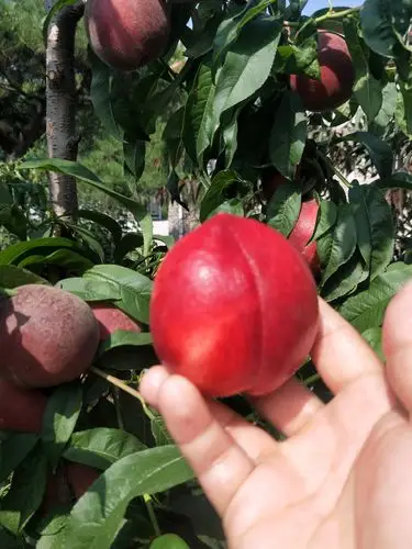 另辟蹊径的早熟桃另类春丽桃树简介