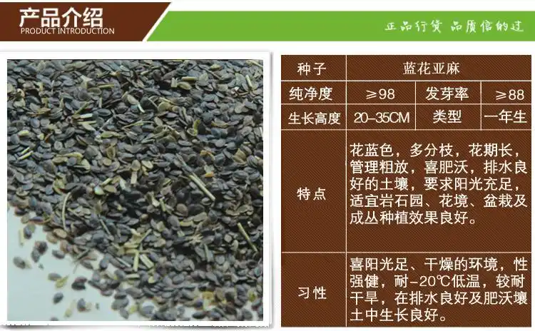 易种花海 花期长 花草花种子春播种子 蓝花亚麻种子一斤【图片 价格