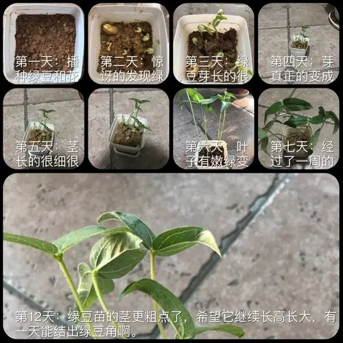 写美篇         一(3)班祝洵美的小绿豆生长被妈妈做成视频!