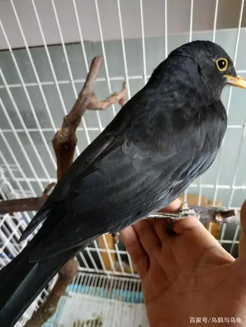 冬季了乌鸫还不爱叫?那可能是母鸟,把握3个变化特点轻松辩公母