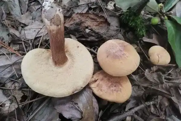 苦粉孢牛肝菌能吃吗苦粉孢牛肝菌为什么苦