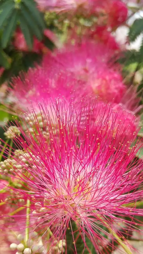 合欢花,爱的神话