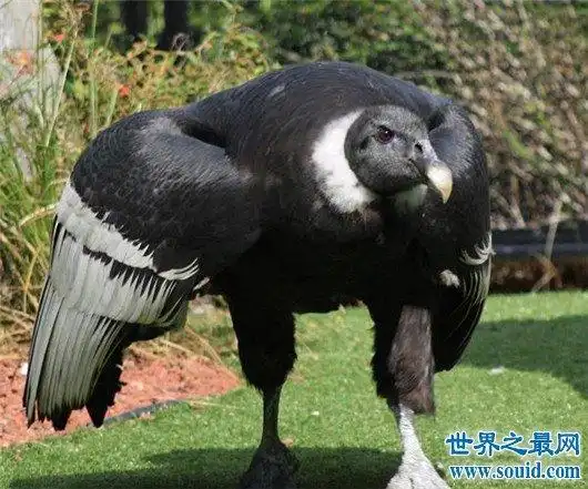 世界上最大的动物排行榜,翅展4米的巨鸟,捕食鲨鱼的巨型章鱼